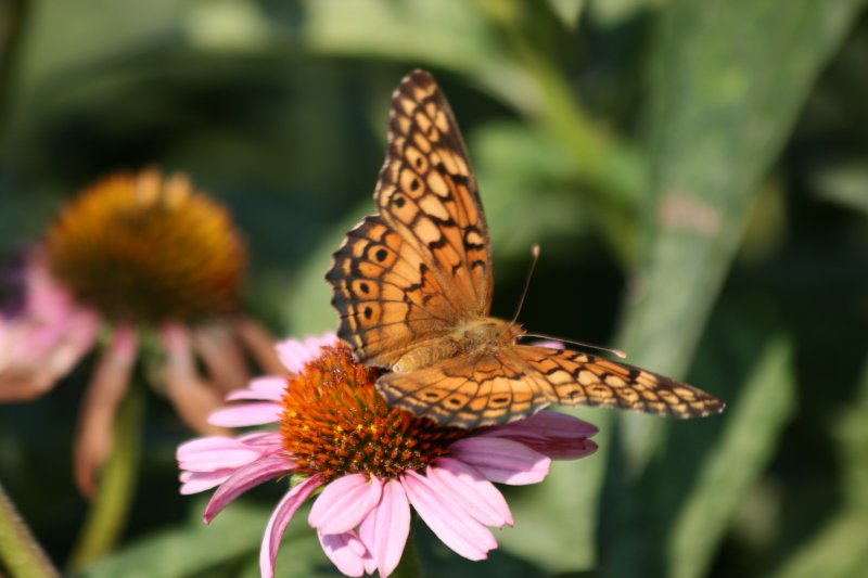 Butterfly & Echinacea