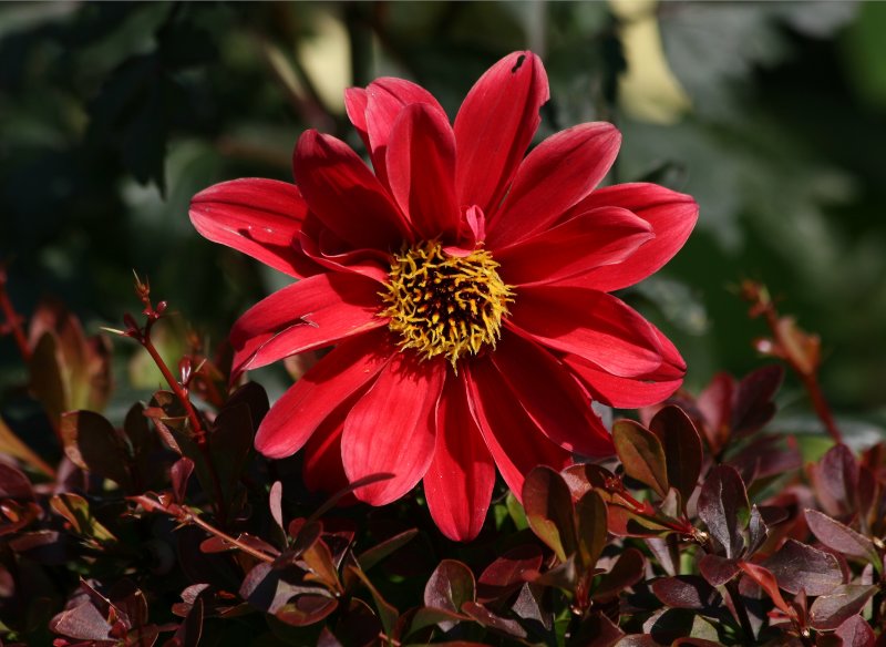 Dahlia - Robert Wagner Jr Park
