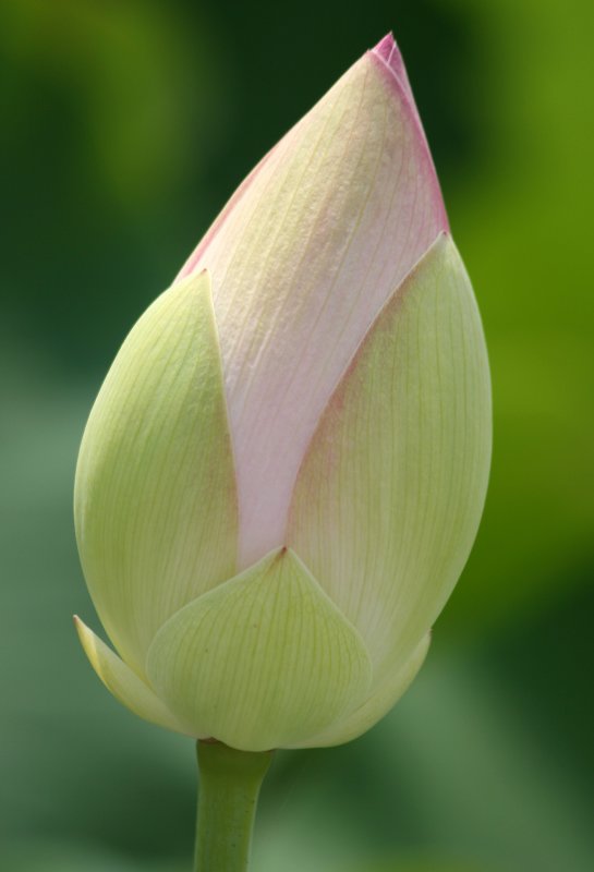 Lotus - Lily Pond Area