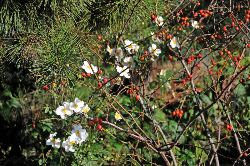Pine, Japanese Anenomes & Rose Hips