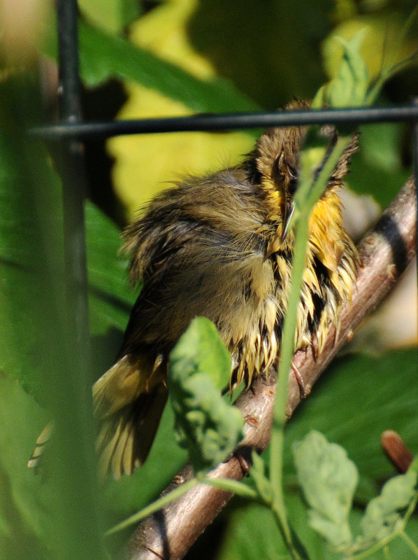 Common Yellowthroat Warbler - Geothlypis trichas