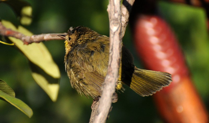 Common Yellowthroat Warbler - Geothlypis trichas