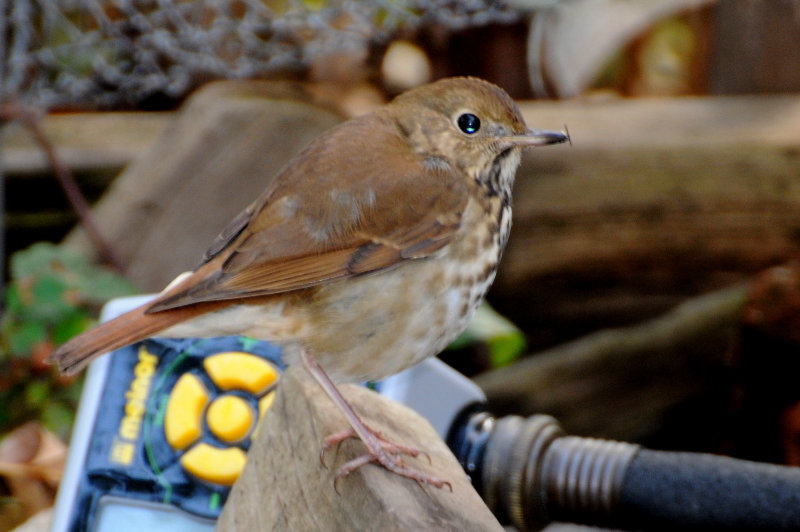 Hermit Thrush - Catharus guttatus