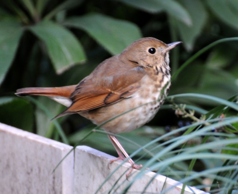 Hermit Thrush - Catharus guttatus