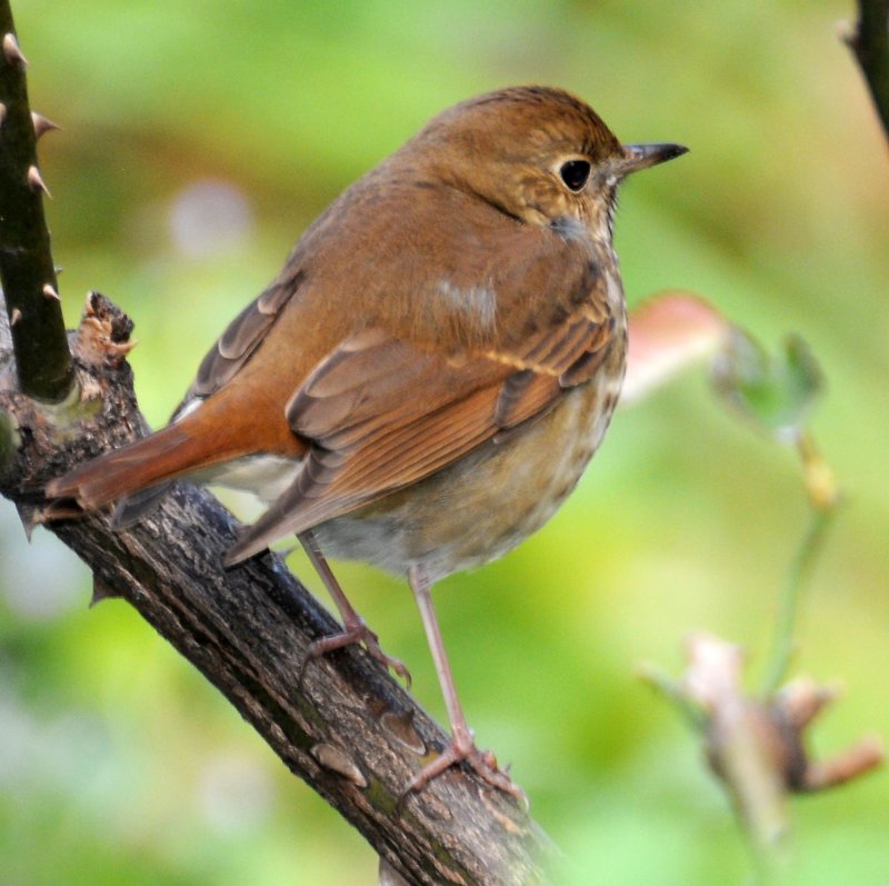 Hermit Thrush - Catharus guttatus