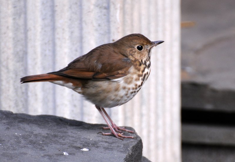 Hermit Thrush - Catharus guttatus