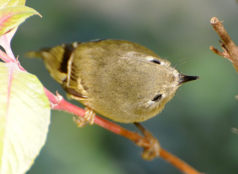 Ruby Crowned Kinglet - Regulus calendula