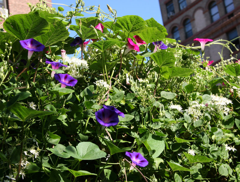 Morning Glories