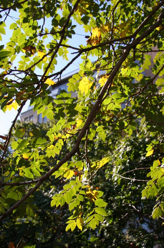 Golden Rain Tree Foliage