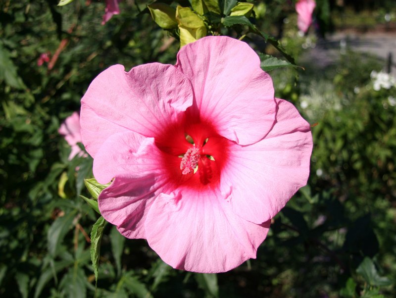 Hibiscus