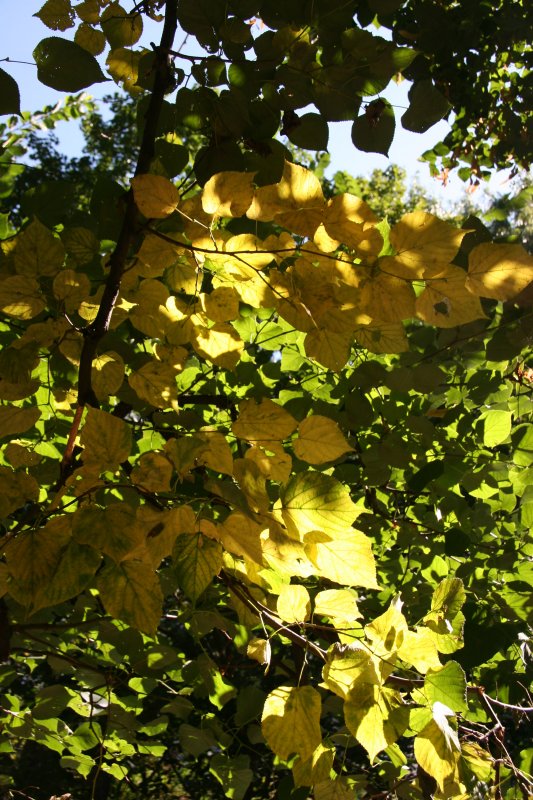 Linden Tree Foliage