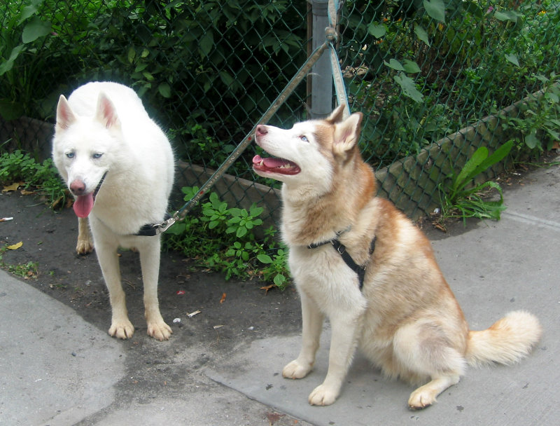 Blue Eyed Huskies