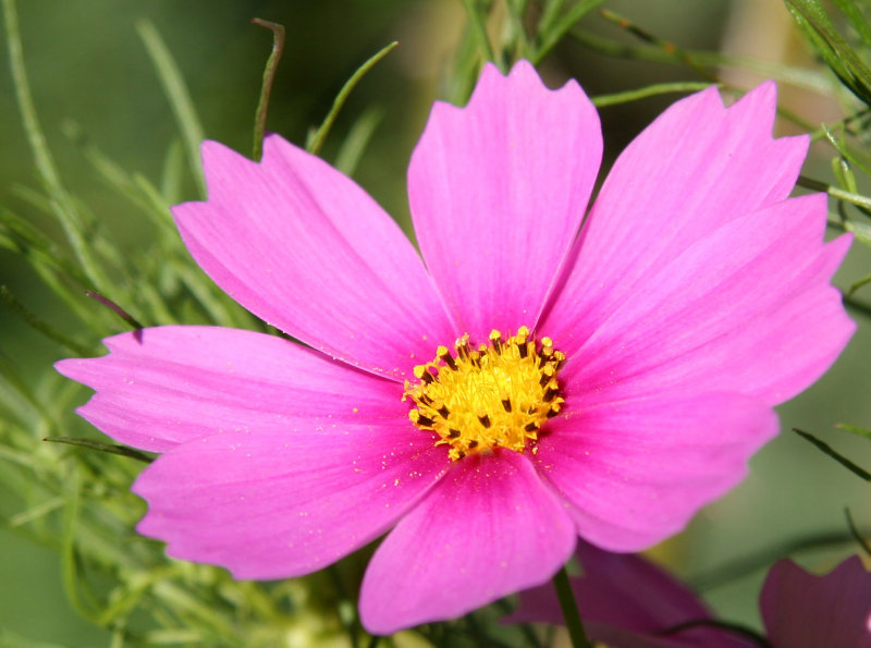Magenta Pink Cosmos Aster