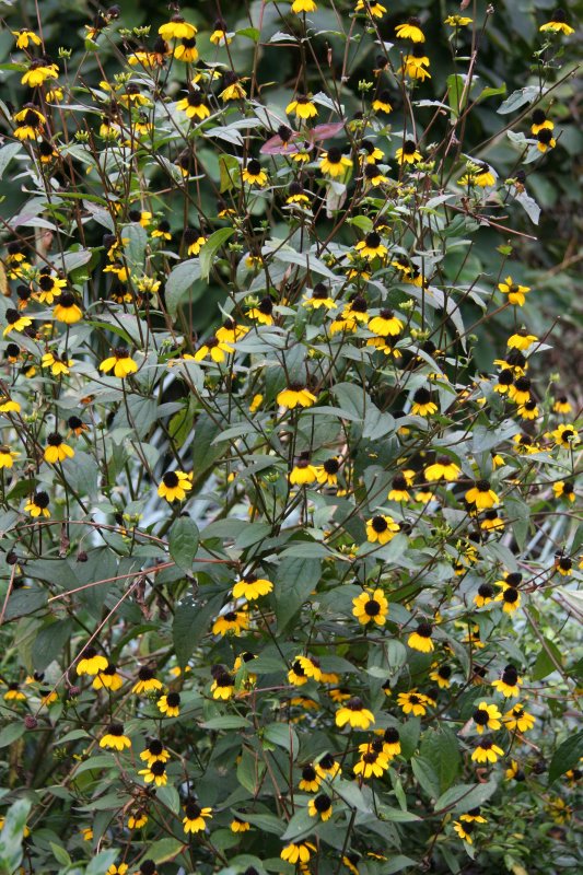 Blackeyed Susans