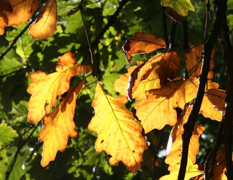 Oak Foliage