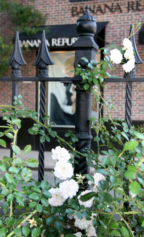 Minetta Triangle Roses on Minetta Street