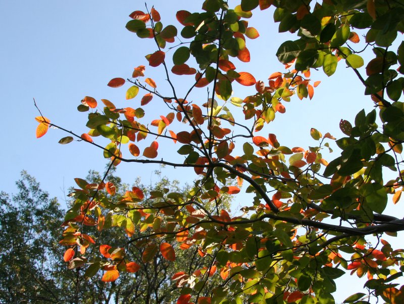 Ornamental Cherry Tree Foliage and an Oak Tree