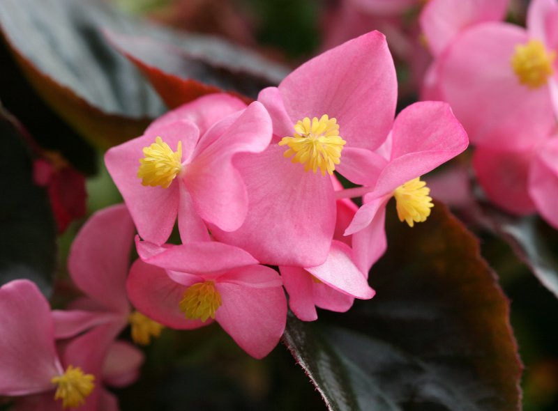 Terrace Garden Begonias