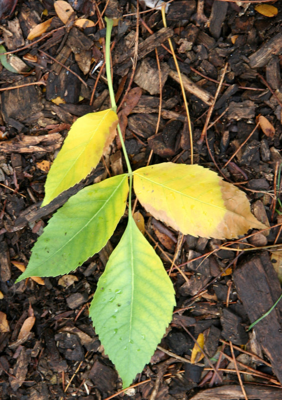 Elm Foliage