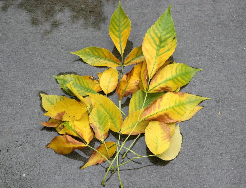 Elm Foliage Bouquet