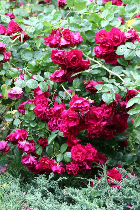 Roses