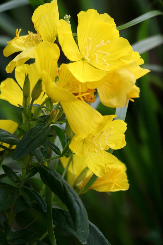 Evening Primrose at Sheridan Square Park