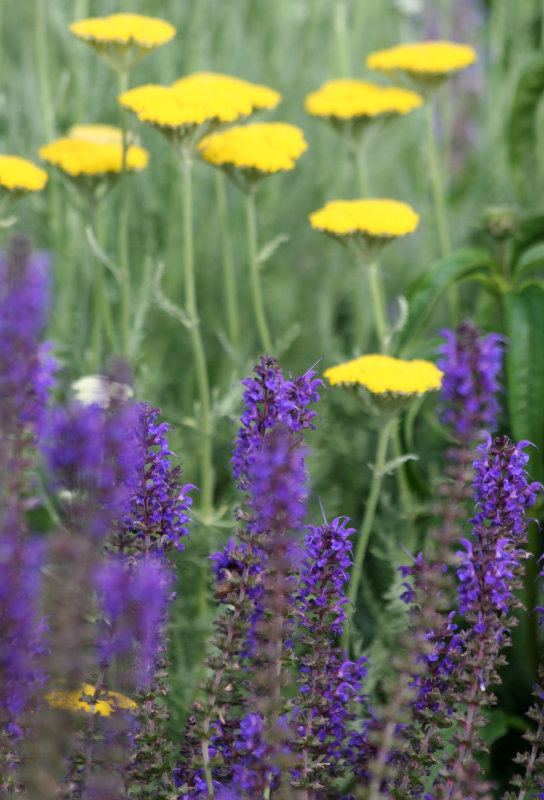 Salvia & Yarrow