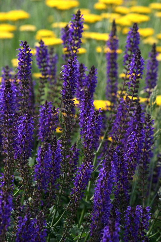 Salvia & Yarrow