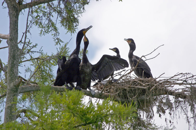 Cormorant Rookery - Rainbow River Boat Ride