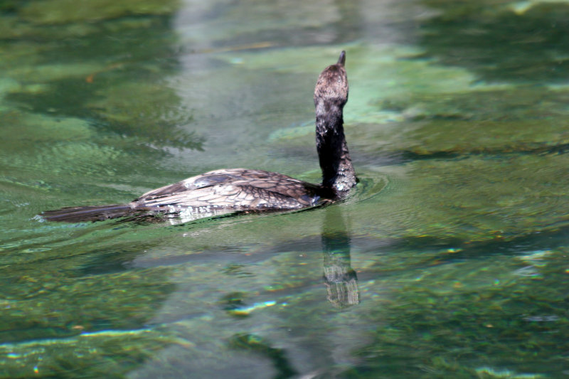 Cormorant - Rainbow River Boat Ride