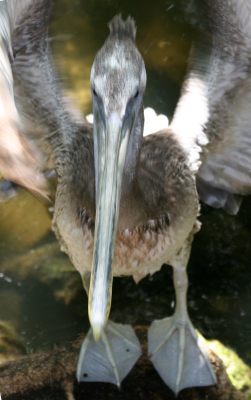 Pelican - Wildlife State Park