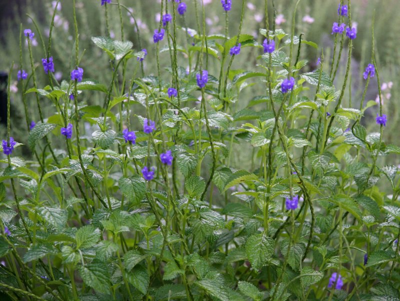 Stachytarpheta urticifolia or Blue Porter Weed - Rainbow Springs Residence