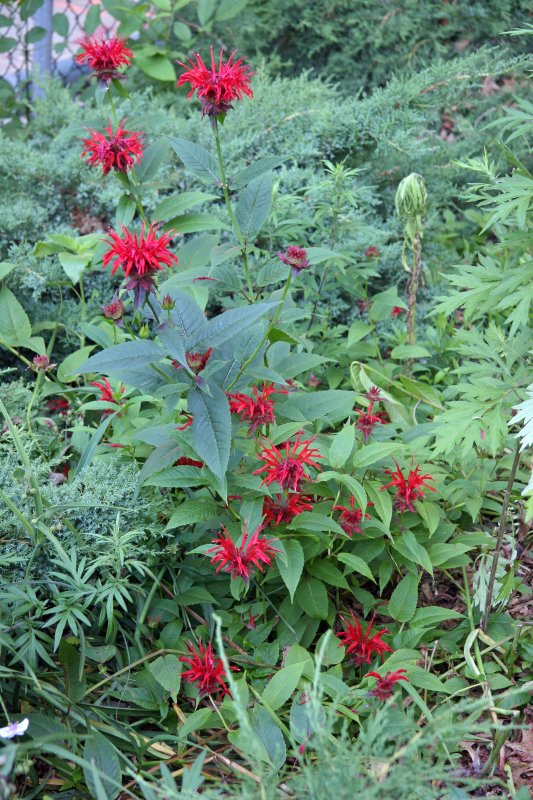 Bee Balm Blossoms