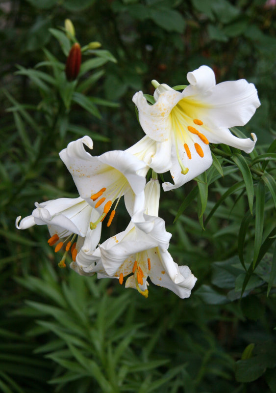 Lilies