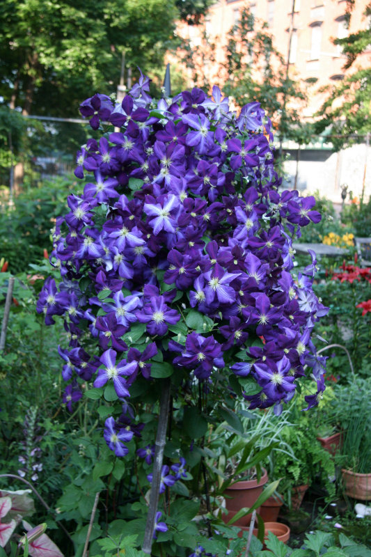 Clematis