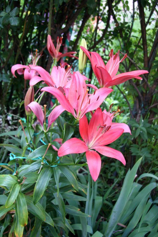 Lilies
