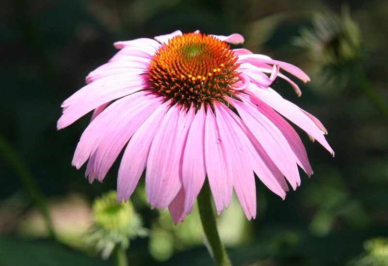 Echinacea