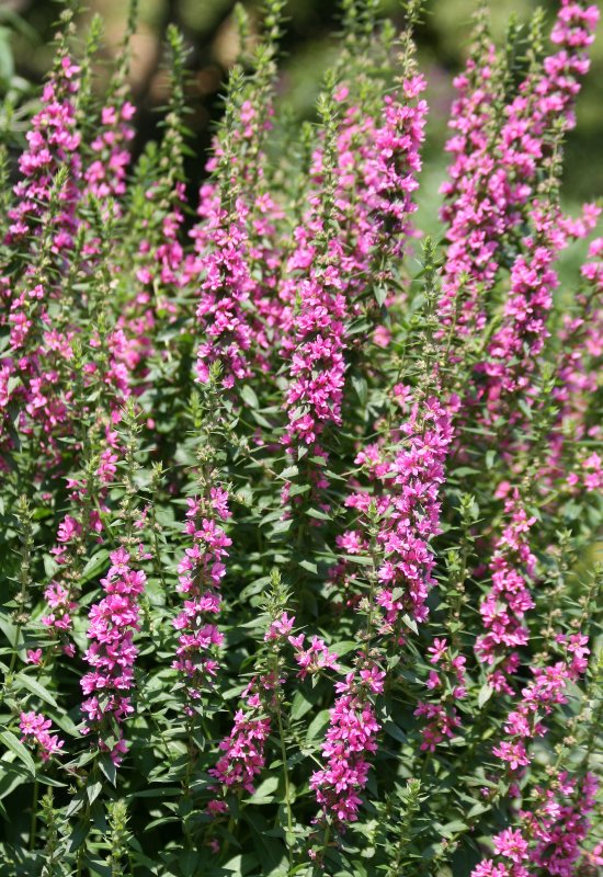 Salvia