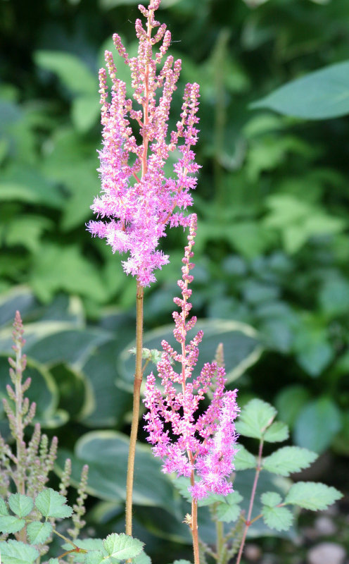 Salvia