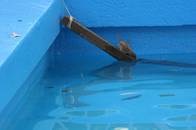 Sparrow Getting a Drink of Water in the Fountain Pool