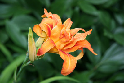 Variegated Day Lily
