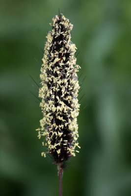 Unknown Plant