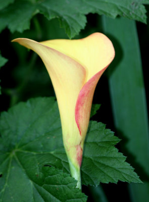 Calla Lily