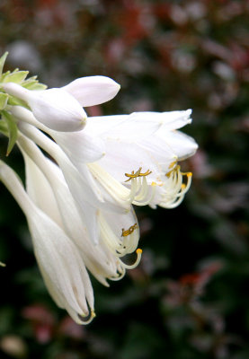 Hosta Blossoms
