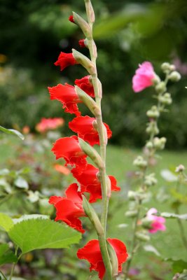 Gladiolus & Holyhocks