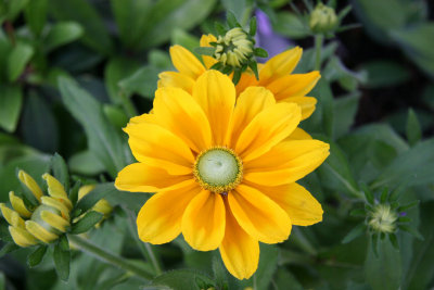 Rudbeckia or Cone Flower