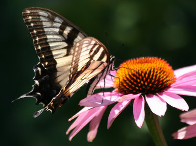 Swallow Tail Butterfly on an Echinacea Blossom