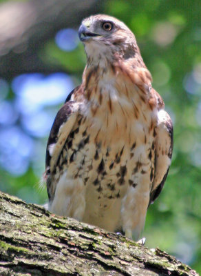 Red Tailed Hawk in an American Elm Tree - Central Park Mall