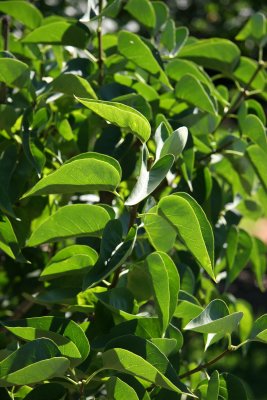 Lilac Foliage