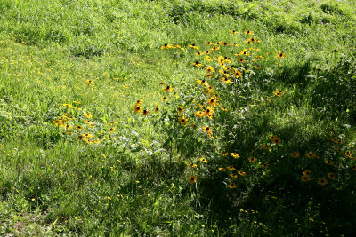 Dandelion & Cone Flower Hillside